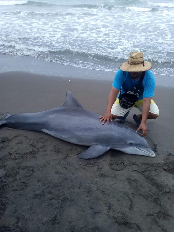 Aparece delfin muerto, en Tecolutla
