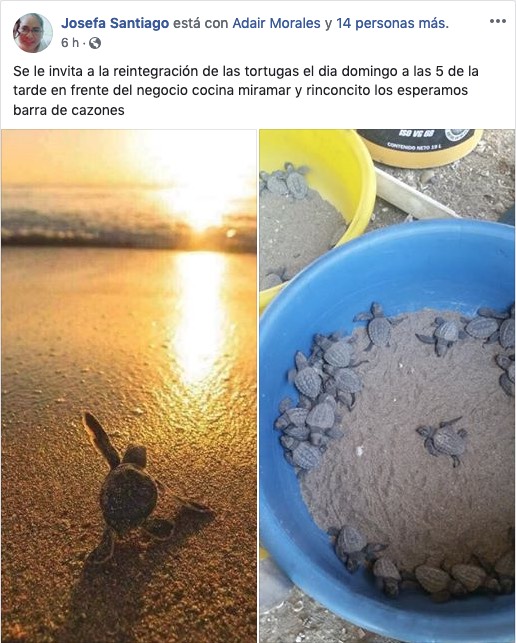 Particulares ponen en riesgo a crías de tortuga marina