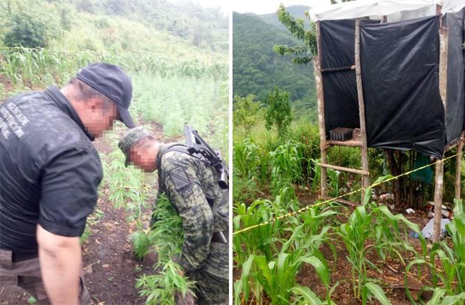 Destruyen plantío de marihuana en Zontecomatlán