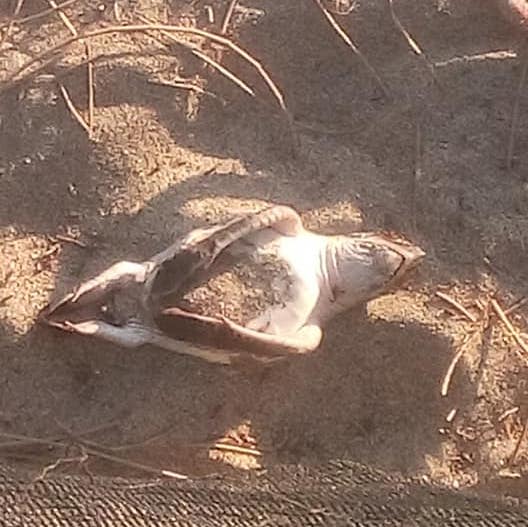 Por falta de recursos, mueren crías de tortuga marina