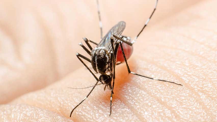 Xalapa encabeza cifras estatales de dengue