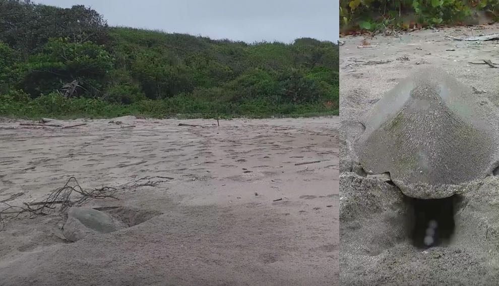 Tortugas marinas salen a desovar en playas libres de turistas