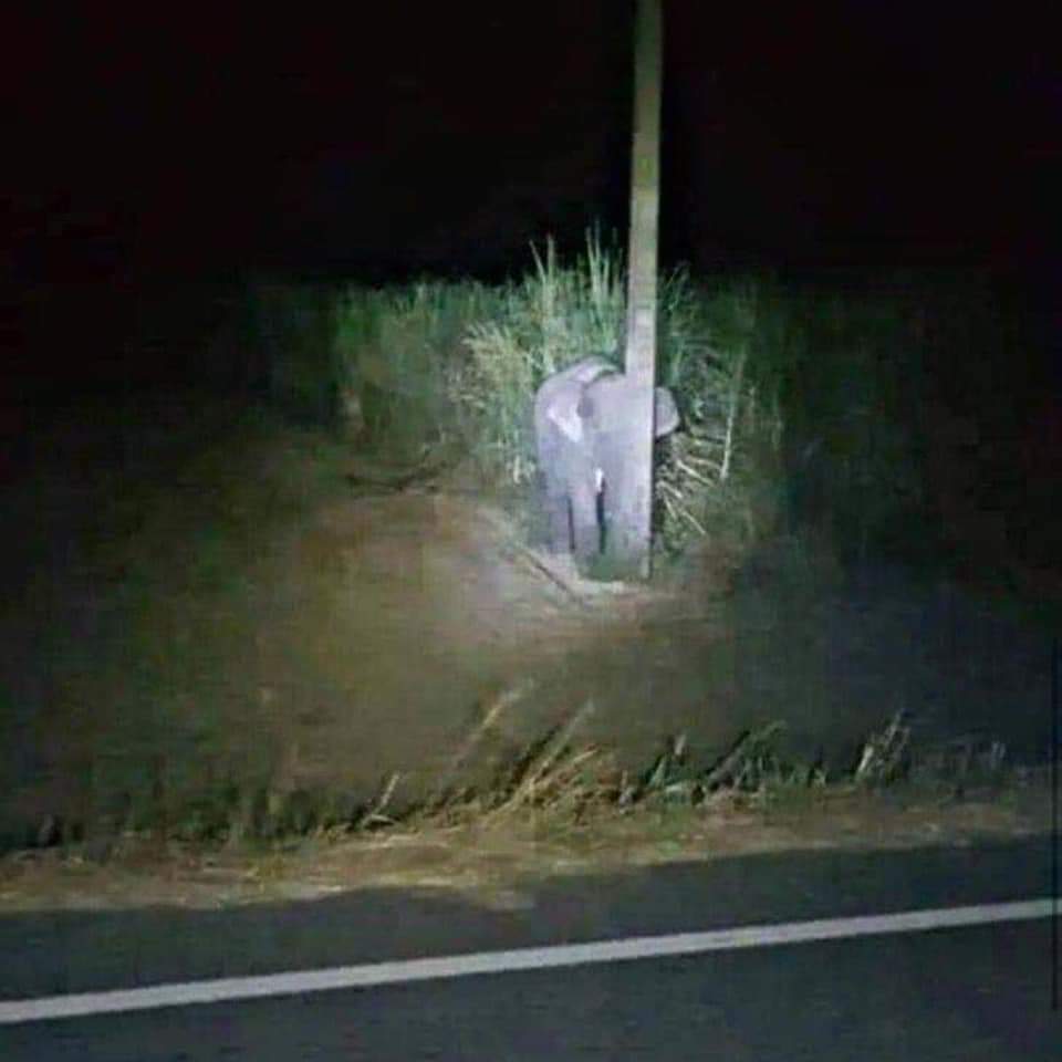 Bebé elefante se esconde tras un poste para no ser descubierto