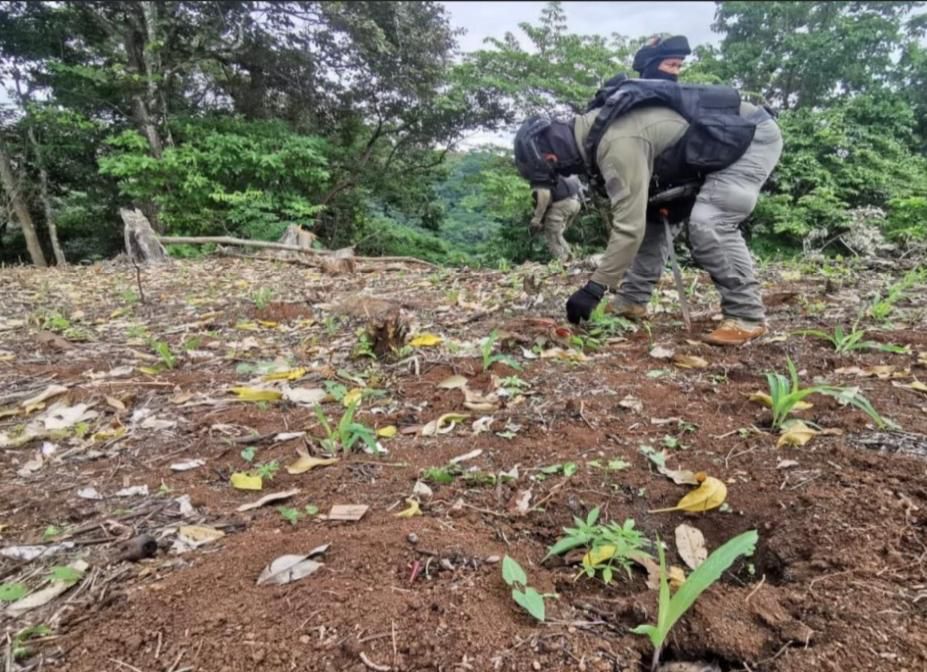 Localizan y destruyen sembradío de marihuana, en Hueyapan
