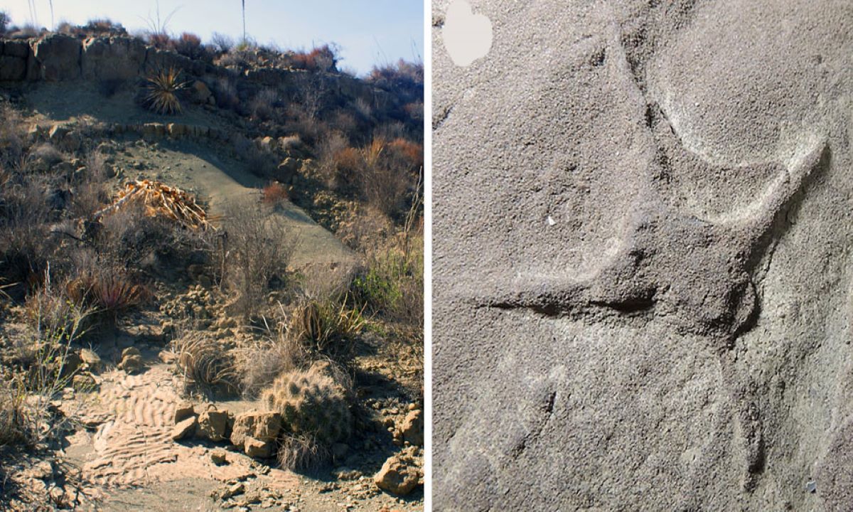 UNAM estudia pisadas de aves, pterosaurios y dinosaurios descubiertas en Coahuila