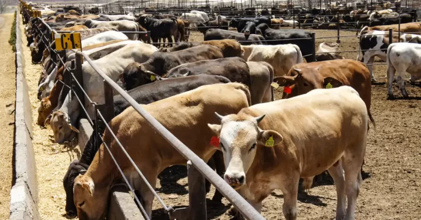 Critican entrega federal de identificadores de ganado
