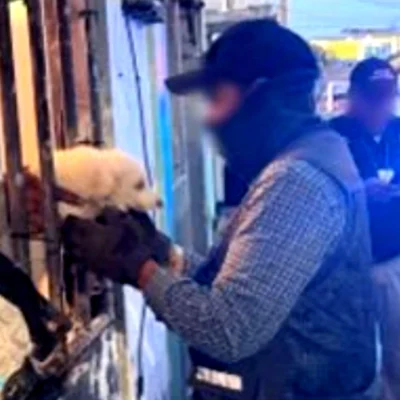 Rescata a 42 perros en condiciones de maltrato en Coatzacoalcos