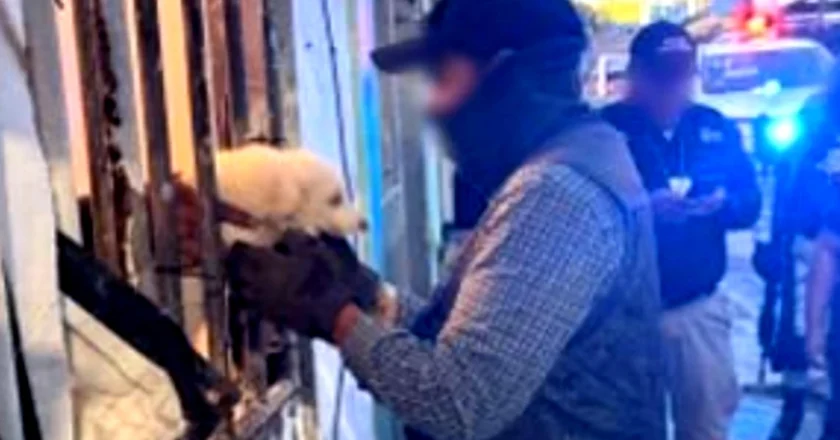 Rescata a 42 perros en condiciones de maltrato en Coatzacoalcos